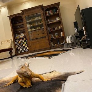 به یاد وودی