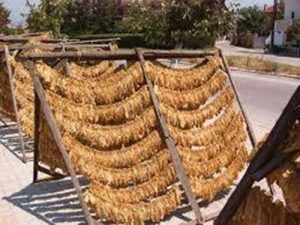 برداشت ، خشک کردن و تخمیر توتون