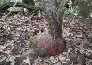 خرید پیپ دست ساز | پیپ برایر 1 چوب برایر | پاسارگاد تاباک