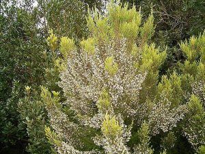 برایر ، الماس دنیای پیپ 1 برایر ، الماس دنیای پیپ