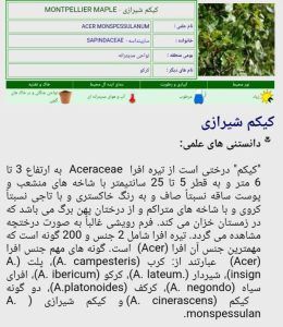 پیپ کیکم پیپ تقلبی 4 پیپ کیکم | پیپ تقلبی