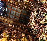 100 اصطلاح رایج در دنیای پیپ (بر اساس حروف الفبا) 57 Flue Cured