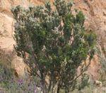 100 اصطلاح رایج در دنیای پیپ (بر اساس حروف الفبا) 60 Heath