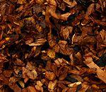 100 اصطلاح رایج در دنیای پیپ (بر اساس حروف الفبا) 69