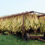 100 اصطلاح رایج در دنیای پیپ (بر اساس حروف الفبا) 100 Sun Cured