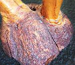 100 اصطلاح رایج در دنیای پیپ (بر اساس حروف الفبا) 22 burl