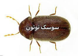 سوسک توتون یا لازیردرما