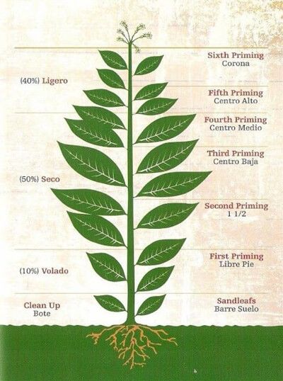 آناتومی برگ توتون
