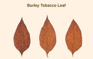 معرفی توتون برلی Burley tobacco 1 toton berli5