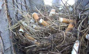 برخلاف انسان‌ها، پرندگان از سیگار استفاده مفید می‌کنند