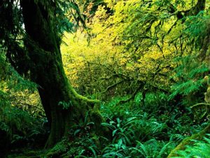 چرخه طعمی سیگار برگ