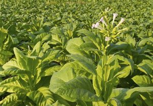 كاشت نخستین بذر توتون سيگار در ایران