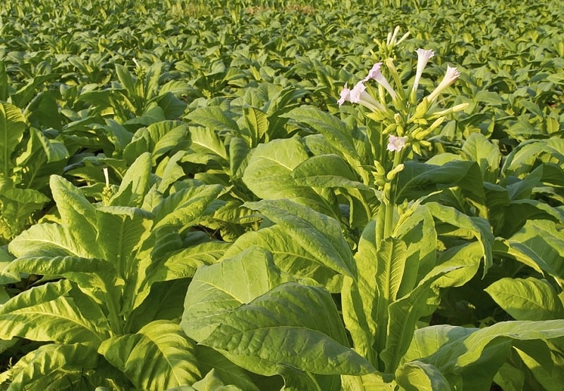 كاشت نخستین بذر توتون سيگار در ایران