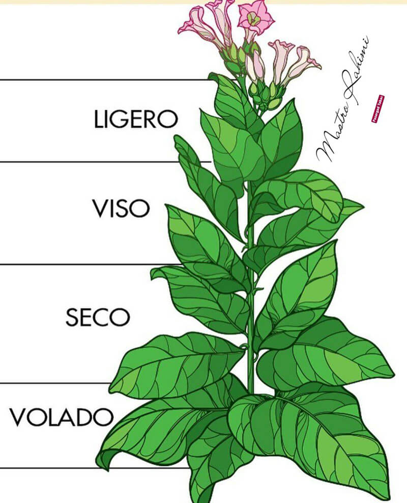 برگهای گیاه تنباکو
