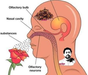 بوی خوش راز ماندگاری در ذهن‌هاست!