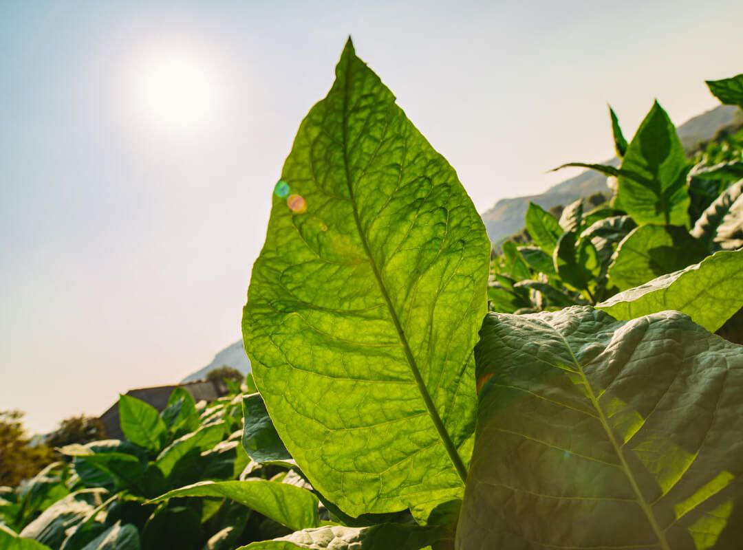 مناطق کشت توتون سیگاربرگ در نیکاراگوئه 3 مناطق کشت توتون سیگاربرگ در نیکاراگوئه، کوبا، ماسترو رحیمی، پاسارگاد تاباک، توتون