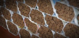 چی چیزی یک سیگاربرگ را سیگار می‌کند، پاسارگاد تاباک، ماسترو رحیمی