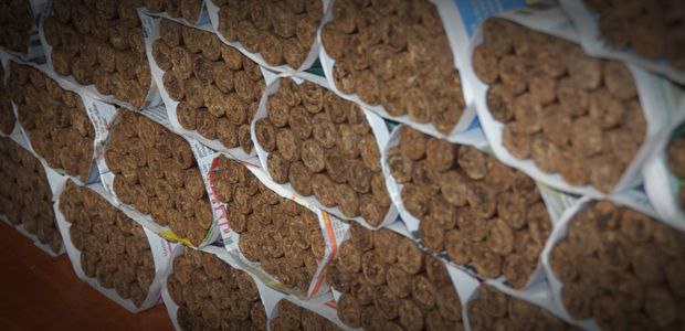 چی چیزی یک سیگاربرگ را سیگار می‌کند، پاسارگاد تاباک، ماسترو رحیمی