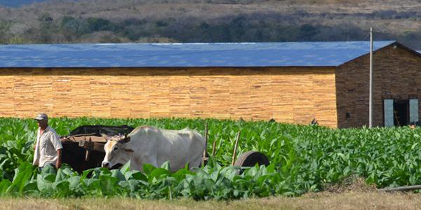 چی چیزی یک سیگاربرگ را سیگار می‌کند، پاسارگاد تاباک، ماسترو رحیمی