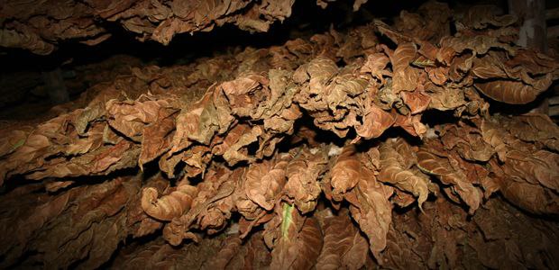 چی چیزی یک سیگاربرگ را سیگار می‌کند، پاسارگاد تاباک، ماسترو رحیمی