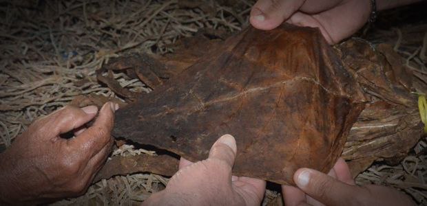 چی چیزی یک سیگاربرگ را سیگار می‌کند، پاسارگاد تاباک، ماسترو رحیمی