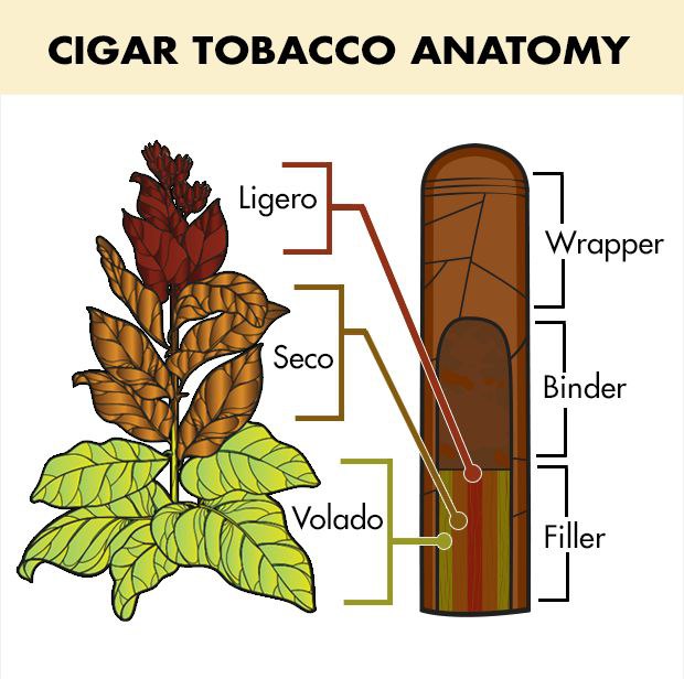 گوناگونی برگ‌های تنباکو در ساخت سیگاربرگ، پاسارگاد تاباک، ماسترو رحیمی