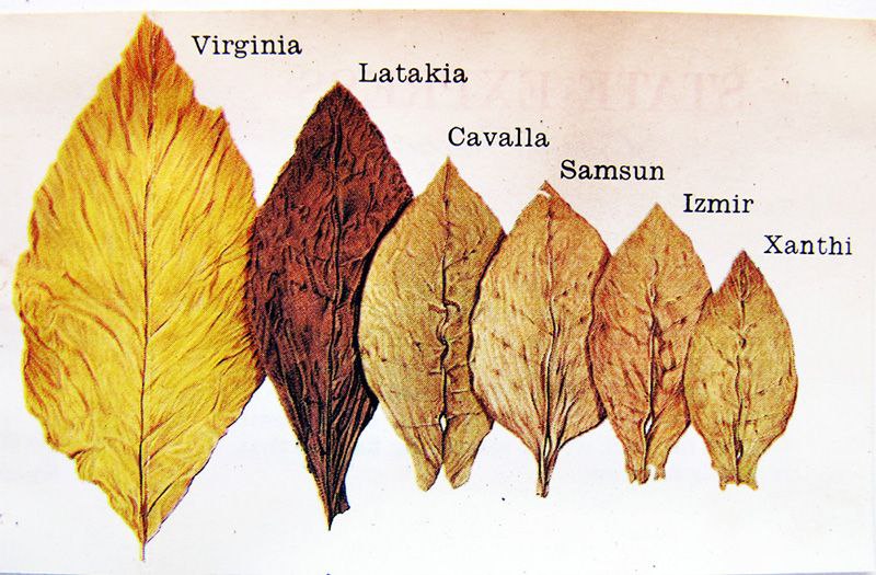 انواع مختلف توتون و تنباکوی ترکی در تهیه تنباکوی پیپ