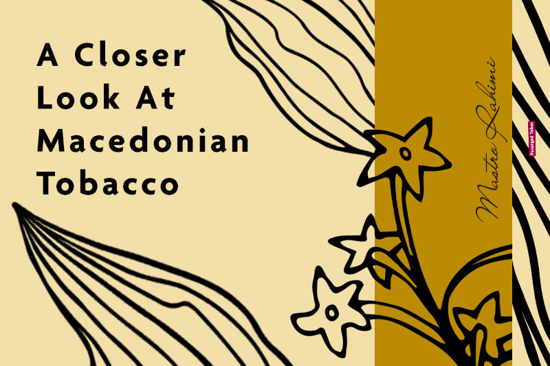 طلای معطر بالکان: سفری به قلب صنعت توتون مقدونیه شمالی و چالشهای آن 40 طلای معطر بالکان: سفری به قلب صنعت توتون مقدونیه شمالی و چالشهای آن