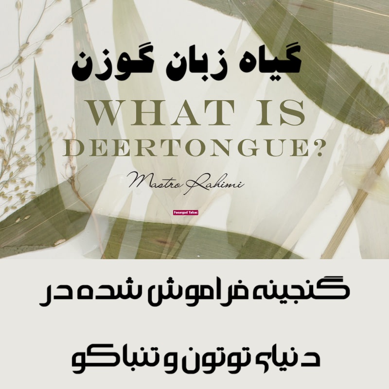 گیاه زبان گوزن : گنجینه فراموش شده در دنیای توتون و تنباکو 38 گیاه زبان گوزن : گنجینه فراموش شده در دنیای توتون و تنباکو