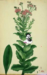 گیاه زبان گوزن : گنجینه فراموش شده در دنیای توتون و تنباکو