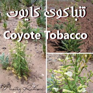 تنباکوی کایوت : Coyote Tobacco (Nicotiana rustica) - تنباکوی وحشی