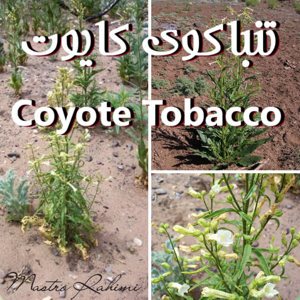 تنباکوی کایوت : Coyote Tobacco (Nicotiana rustica) 28 تنباکوی کایوت : Coyote Tobacco (Nicotiana rustica) - تنباکوی وحشی