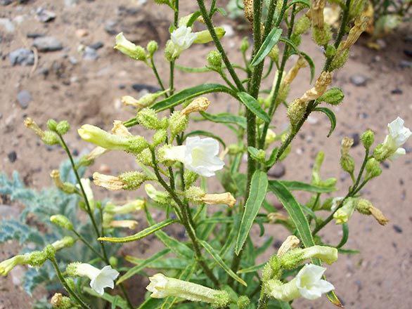 تنباکوی کایوت : Coyote Tobacco (Nicotiana rustica) - تنباکوی وحشی