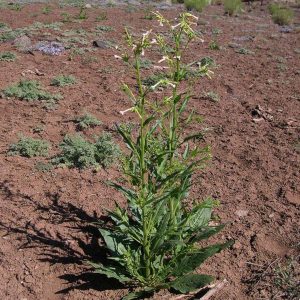 تنباکوی کایوت : Coyote Tobacco (Nicotiana rustica) - تنباکوی وحشی