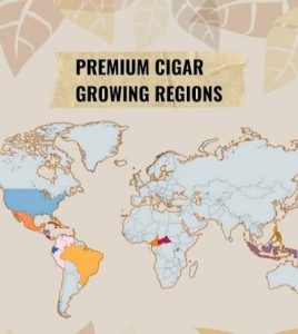 تأثیر منطقه کشت بر طعم و کیفیت سیگار برگ : تحلیلی جامع بر مفهوم تروآر در صنعت تنباکو