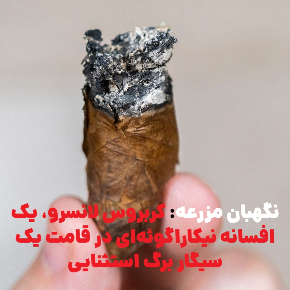 نگهبان مزرعه: کربروس لانسرو، یک افسانه نیکاراگوئهای در قامت یک سیگار برگ استثنایی