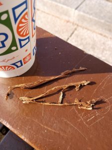 ریشه‌های تنباکو در سیگار برگ : تقویت‌کننده طعم یا مشکل در ساخت؟