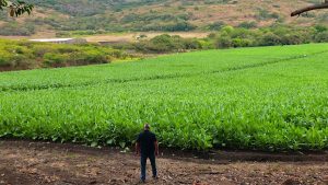 خلق یک شاهکار: سفر به قلب کارخانه پادرون و مزرعه کوهستانی لا فلوریندا