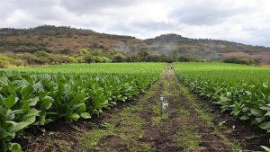 خلق یک شاهکار: سفر به قلب کارخانه پادرون و مزرعه کوهستانی لا فلوریندا