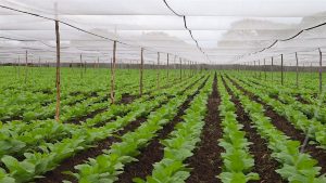 خاک و زمان : معماری شاهکارهای نیکاراگوئه از مزارع پلاسِنسیا تا تاریخ‌سازی جویا