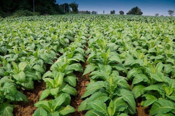 اصطلاحات رایج توتون کاری