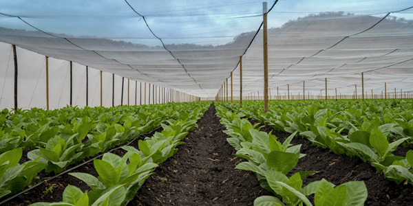 نقد و بررسی توتون Connecticut Shade Wrapper Leaf