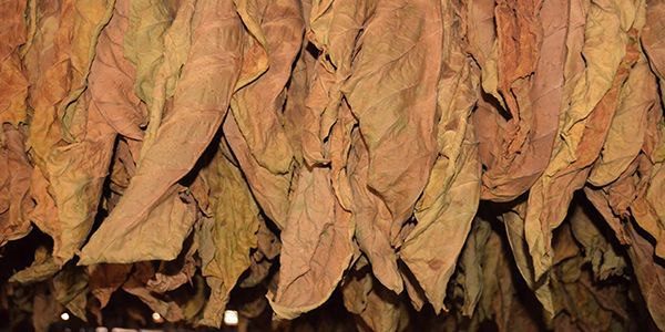 تخمیر تنباکوی سیگاربرگ، پاسارگاد تاباک، ماسترو رحیمی