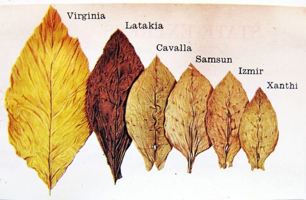 انواع مختلف توتون و تنباکوی ترکی در تهیه تنباکوی پیپ