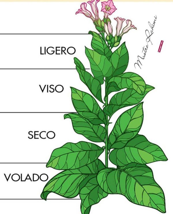 برگهای گیاه تنباکو