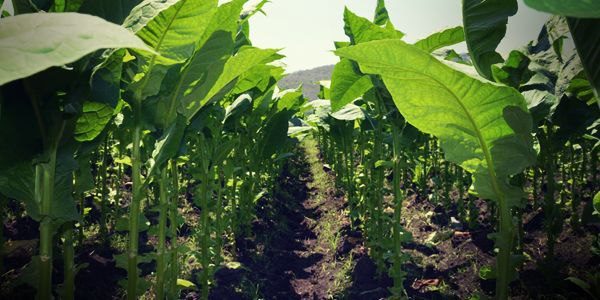 تولید سیگار، از گیاه تنباکو تا سیگار، پاسارگاد تاباک، ماسترو رحیمی