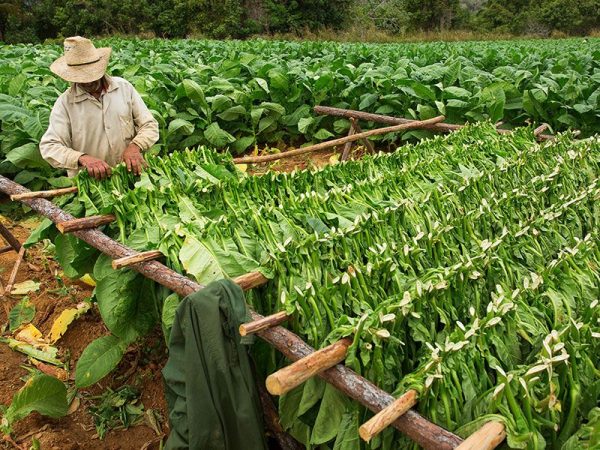 پرورش توتون